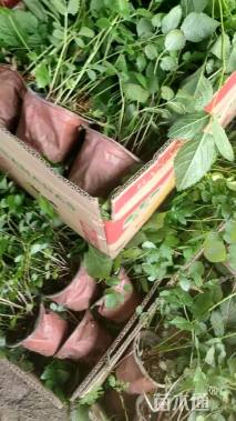 高度40厘米落新妇