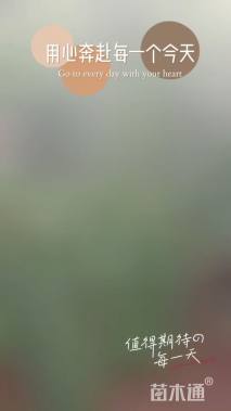 高度100厘米紫穗槐