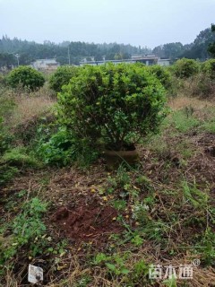 冠幅100厘米海桐球