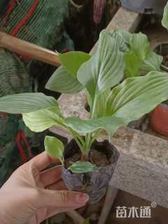 高度30厘米玉簪