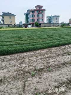 高度20厘米沿阶草