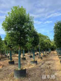 15公分香樟