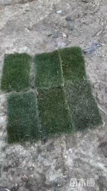 草块状马尼拉草