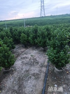 高度100厘米火山榕