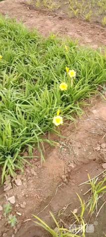 高度30厘米金娃娃萱草