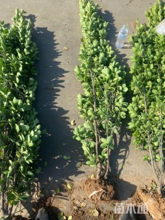 高度180厘米北海道黄杨