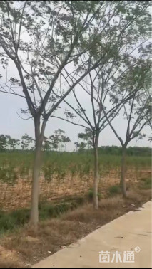 15公分合欢