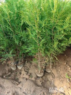 高度60厘米侧柏