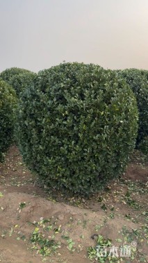 冠幅150厘米大叶黄杨球