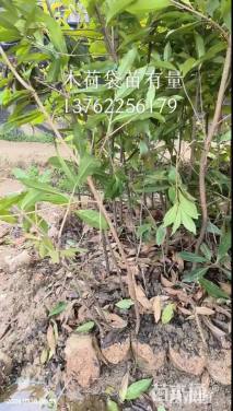 高度180厘米木荷小苗