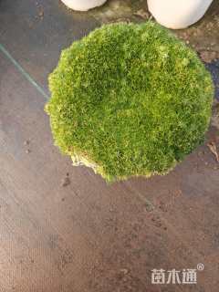 高度3厘米漆姑草