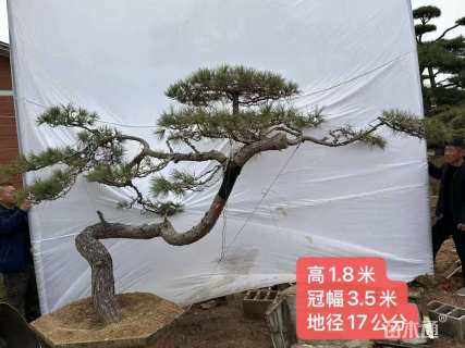 14公分造型赤松