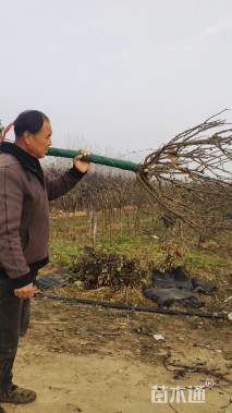 3.5公分树状月季