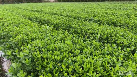 高度50厘米大叶栀子小苗