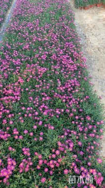 高度10厘米荷兰菊