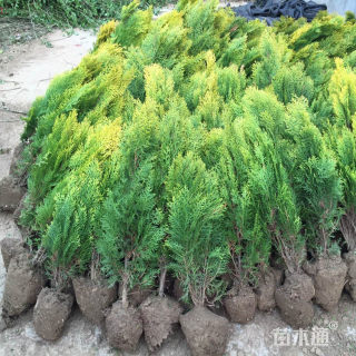 高度40厘米洒金柏苗