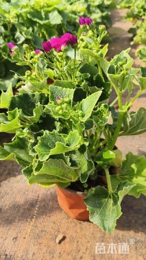 高度15厘米瓜叶菊