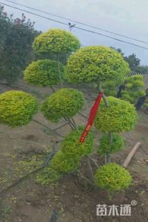 高度150厘米金姬小蜡