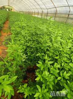 高度40厘米迎春花