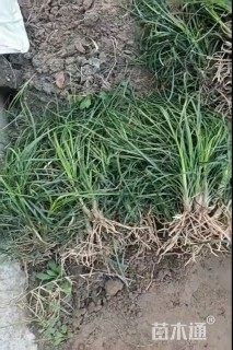 高度20厘米麦冬