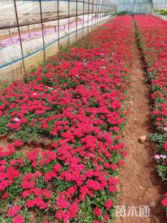 高度20厘米美女樱