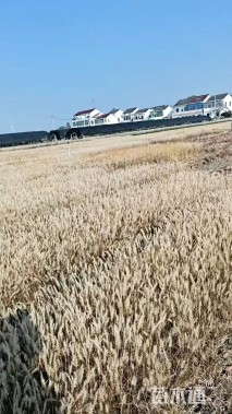 高度50厘米小兔子狼尾草