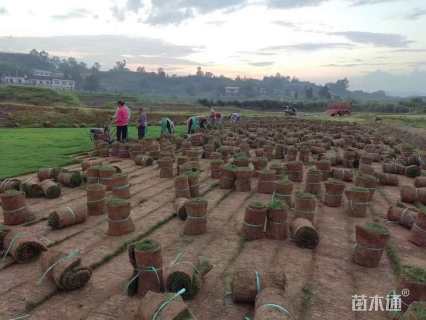 草块状草皮