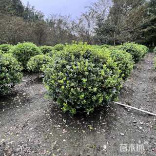 冠幅180厘米海桐球