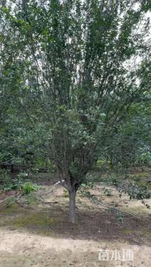 18公分西府海棠