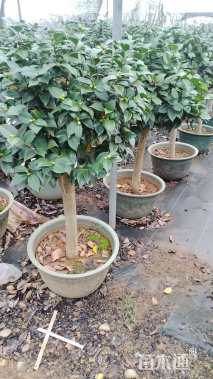 高度40厘米玫瑰