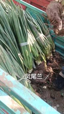 高度60厘米剑麻