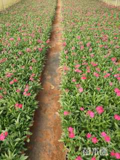 高度20厘米石竹