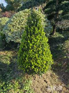 高度100厘米瓜子黄杨
