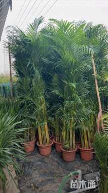 裸干高5厘米散尾葵