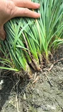 高度30厘米紫娇花