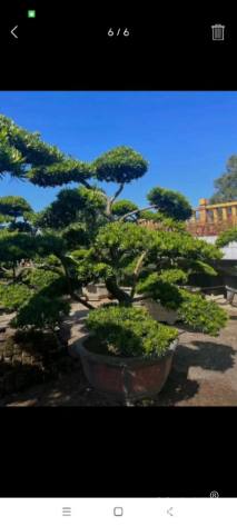 容器苗造型罗汉松