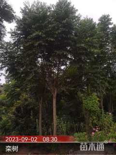 16公分黄山栾树