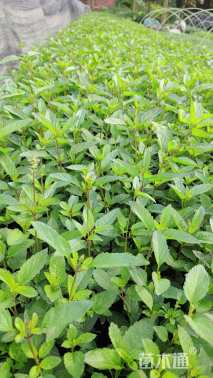 高度20厘米天蓝鼠尾草