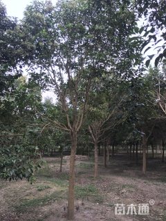 13公分大叶女贞