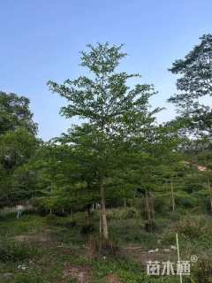 12公分小叶榄仁