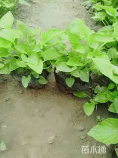 高度12厘米紫花地丁