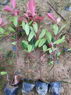 冠幅20厘米红叶石楠球