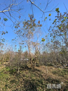 50公分(3杆)丛生乌桕