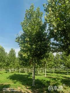 22公分速生法桐
