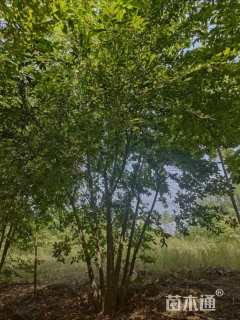 10公分丛生朴树