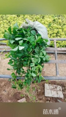 45厘米五叶地锦