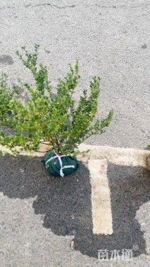 高度40厘米龟甲冬青