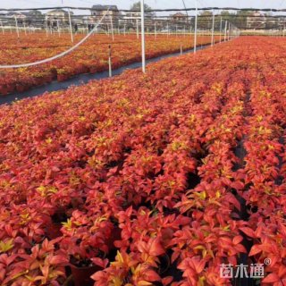 高度50厘米南天竹