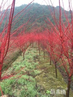 高度250厘米赤枫