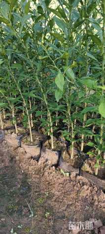 高度40厘米香橙